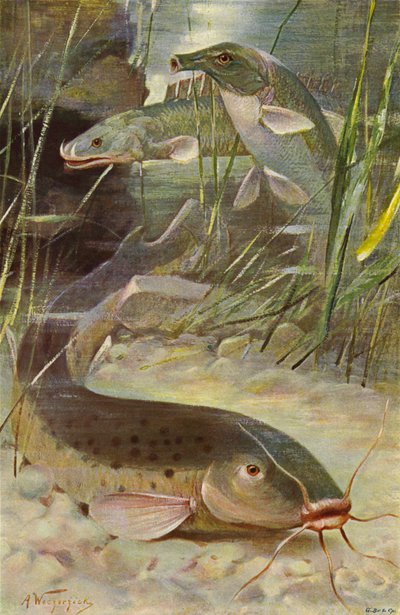 電気ナマズ、Bichir、Trunkfish 作： after Wilhelm Kuhnert