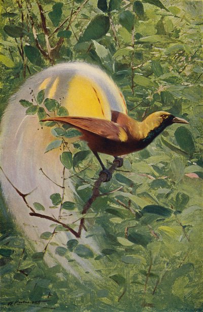 極楽鳥 作： after Wilhelm Kuhnert