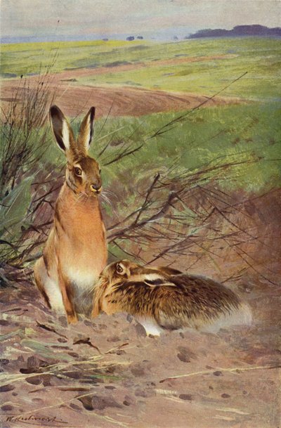 野ウサギ 作： after Wilhelm Kuhnert