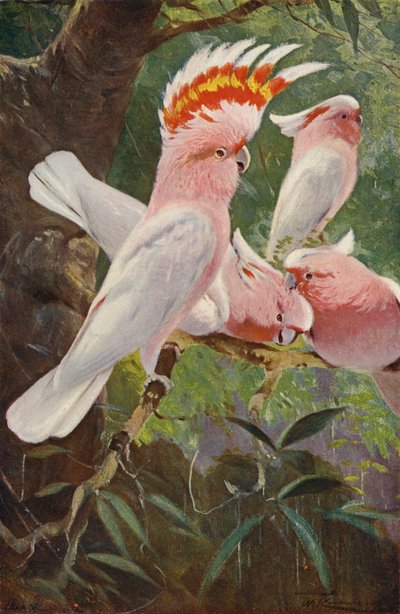 Leadbeaters Cockatoo 作： after Wilhelm Kuhnert