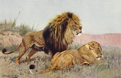 ライオンとライオネス 作： after Wilhelm Kuhnert
