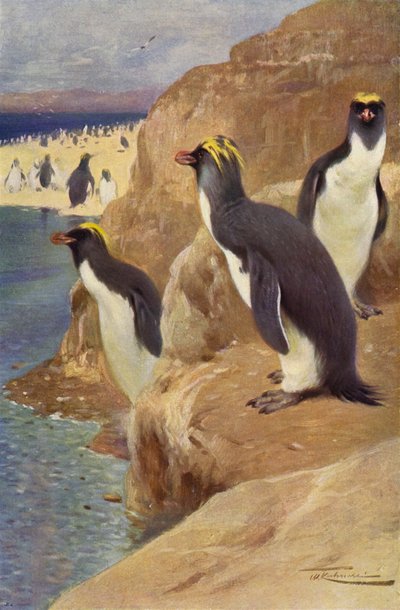 ロックペンギン 作： after Wilhelm Kuhnert