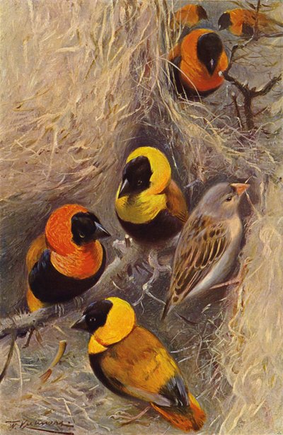 織工の鳥 作： after Wilhelm Kuhnert