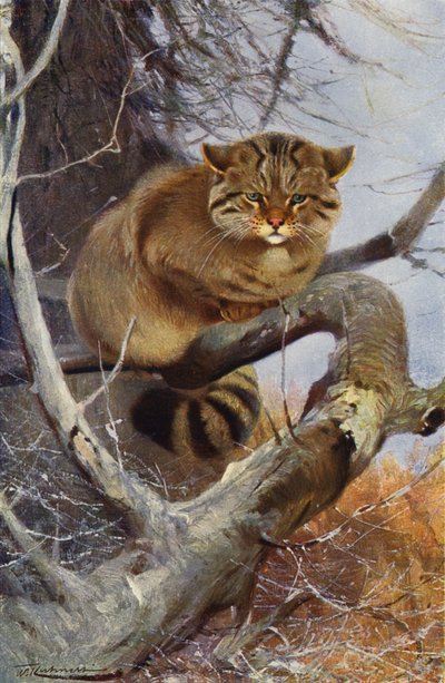 ワイルドキャット 作： after Wilhelm Kuhnert