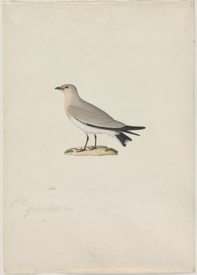 スモールプラチンコール (Glareola lactea) 作： attributed to Paul Hüet