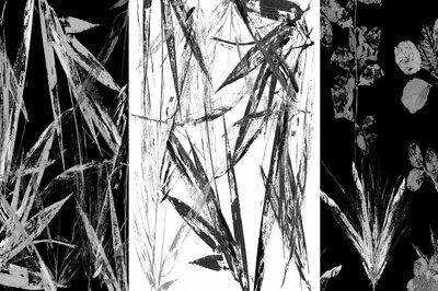 モノクロの植物画 作： cartissi