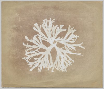 藻類 作： circle of William Henry Fox Talbot
