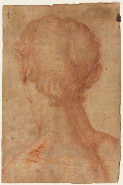 後ろから見た男の頭 作： copy after Agnolo Bronzino