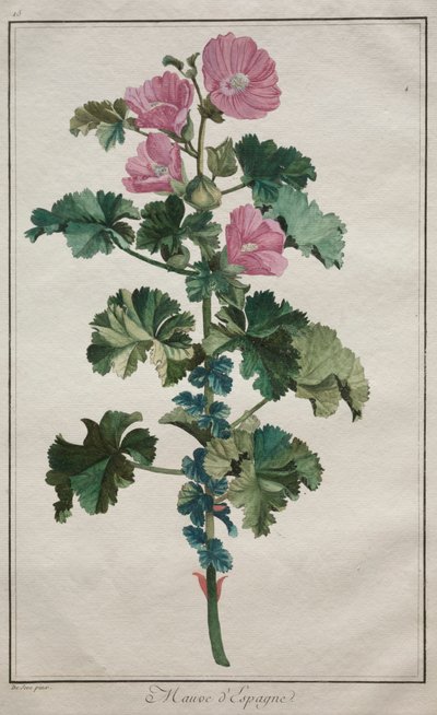 24 の植物と花のコレクション: アオイ科の植物、1772 年以降。 作： de Seve