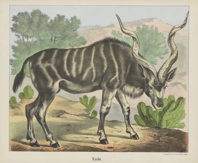 Kudu (オブジェクトのタイトル) 作： firma Joseph Scholz