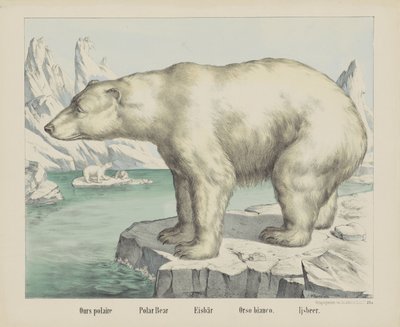 私たちの polaire / シロクマ / Eisbär / Orso bianco. / Ijsbeer (オブジェクトのタイトル) 作： firma Joseph Scholz