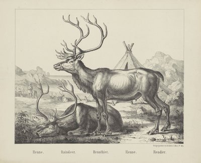 Renne. / Raindeer. / Rennthier. / Renne. / rendier (title on object)   1366027   ja       japanese Successfully Translated  Original: Battle at Yixier Kuernaoer: from Battle Scenes of the Quelling of Rebellions in the Western Regions, with Imperial Poems T 作： firma Joseph Scholz