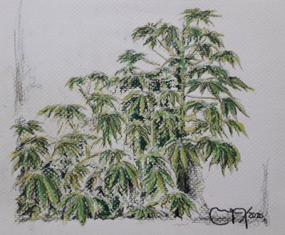 YUCA PLANT 作： miguelmendez_art.ve