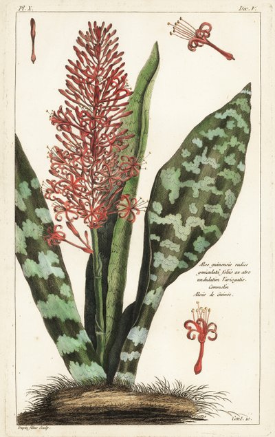 アフリカのボウストリングヘンプ、Sansevieria hyacinthoides 作： the Younger Dupin