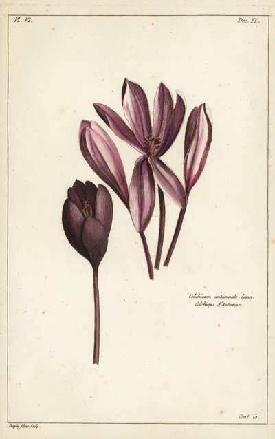 秋のクロッカス、メドウサフラン、ネイキッドレディ、Colchicum autumnale, Linn 作： the Younger Dupin
