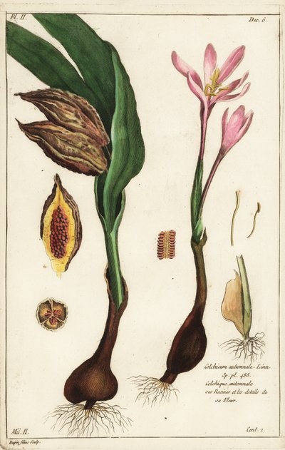 秋のクロッカス、メドウサフラン、ネイキッドレディ、Colchicum autumnale, Linn 作： the Younger Dupin