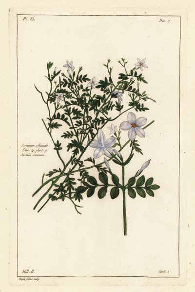 ジャスミン、Jasminum officinale, Linn 作： the Younger Dupin
