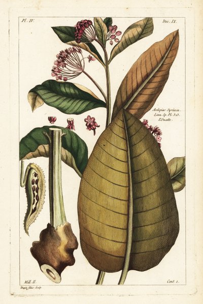 一般的なミルクウィード、Asclepias syriaca 作： the Younger Dupin