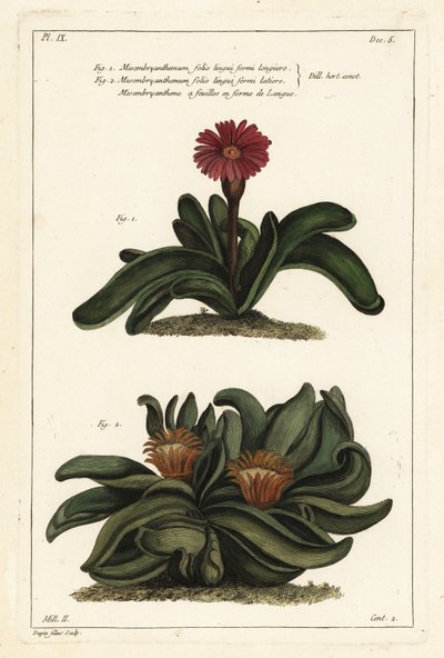 エルクホーンプラント（Rhombophyllum dolabriforme）（ハッチェットリーブドフィグマリーゴールド（Mesembryanthemum dolabriforme 作： the Younger Dupin