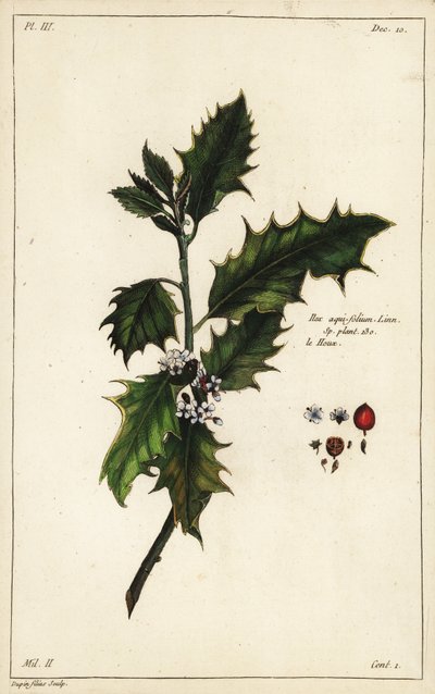 ヨーロッパヒイラギ、Ilex aquifolium, Linn 作： the Younger Dupin