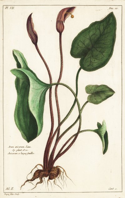 修道士のカウルまたはラルス（Arisarum vulgare 作： the Younger Dupin