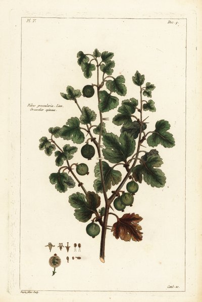 グーズベリー、Ribes grossularia 作： the Younger Dupin