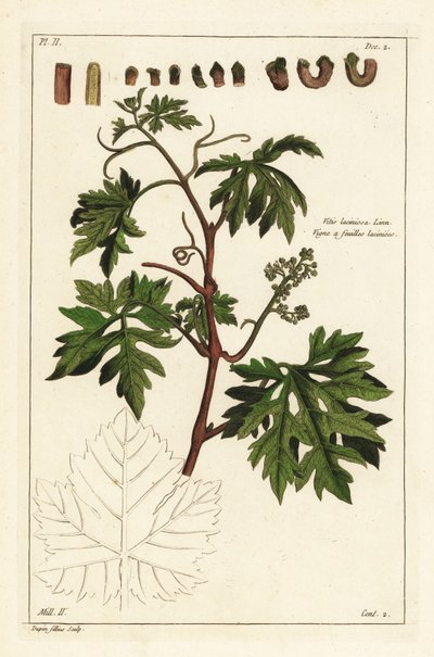 ブドウの木の葉とブドウの芽 作： the Younger Dupin