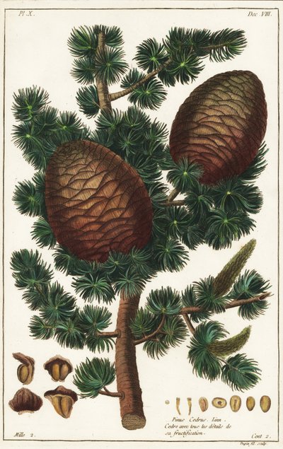 Lebanon cedar Cedrus libani Pinus cedrus Linn 作： the Younger Dupin