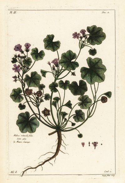 アオイ（丸い葉のアオイ）、Malva pusilla 作： the Younger Dupin