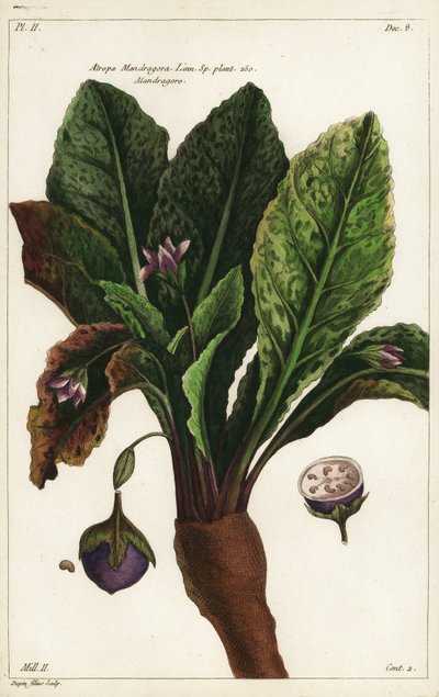 マンドレーク、Mandragora officinarum 作： the Younger Dupin