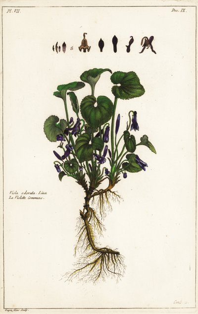 スイートバイオレット（Viola odorata, Linn 作： the Younger Dupin