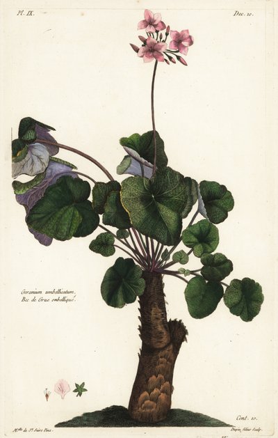 未解決のゼラニウムの種、Geranium umbellicatum 作： the Younger Dupin