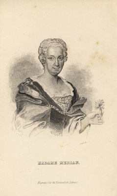 メリアン夫人またはマリアシビラメ