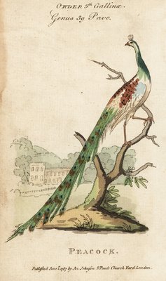 孔雀 英語 Peafowl