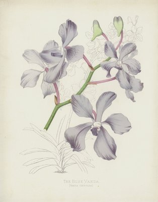 ブルーバンダ バンダセルリア