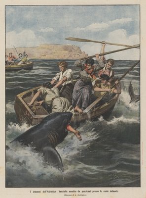 ダルマチアの海岸近くのサメに襲わ