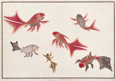 マラッカの魚の絵からの金と銀の魚、c.1805-18（紙にトイレ）