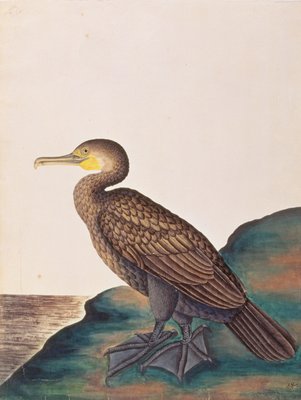 マラッカの鳥の絵からのカワウ 1805