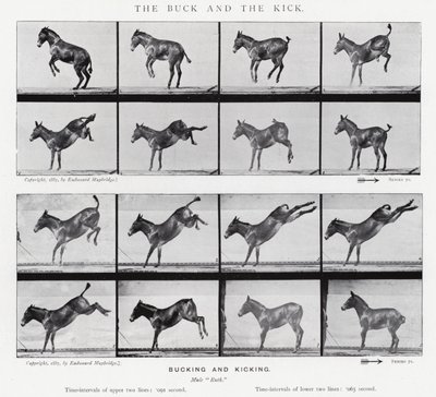 The human figure in motion ［英語版］ エドワード・マイ