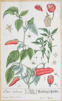 1757年に公開されたドイツ語版 好奇