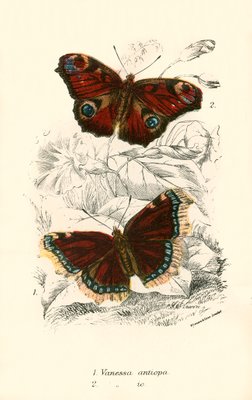 蝶 作 英語学校