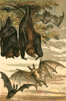 フライングフォックス 吸血コウモ