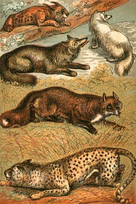 オオヤマネコ クロスフォックス