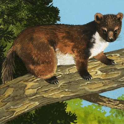 パインマーテン 作 英語学校