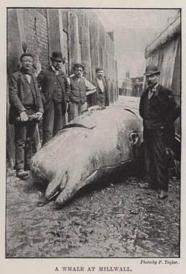 ミルウォールのクジラ