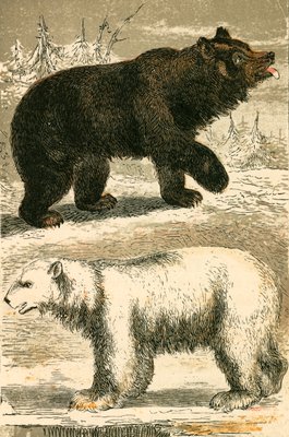 ヒグマとシロクマ 作 英語学校
