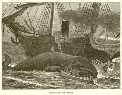 クジラを切る 作 英語学校