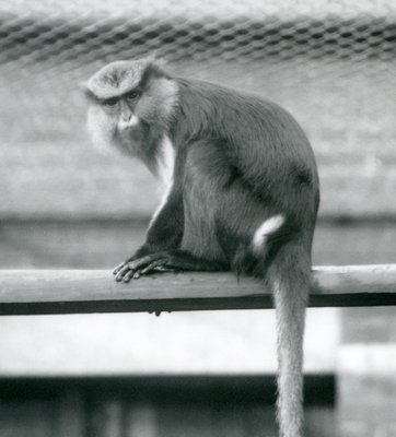 1925年9月にロンドン動物園の囲いの横棒に座っているモナモンキー