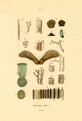 植物 13 39 作 フランス語学校