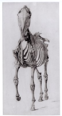 馬の骨格の正面図 1766年の馬の解剖